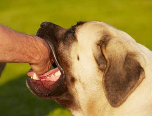 Why You Need a Dog Bite Injury Attorney – Quickly!