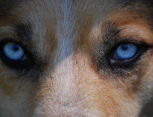 4 Ways a Dog Bite Injury Attorney Can Help