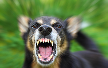 dog bites types of personal injury cases
